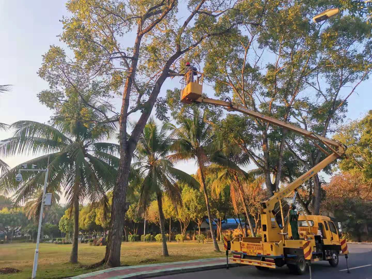 清理枯枝挂叶.jpg 清理枯枝挂叶.jpg