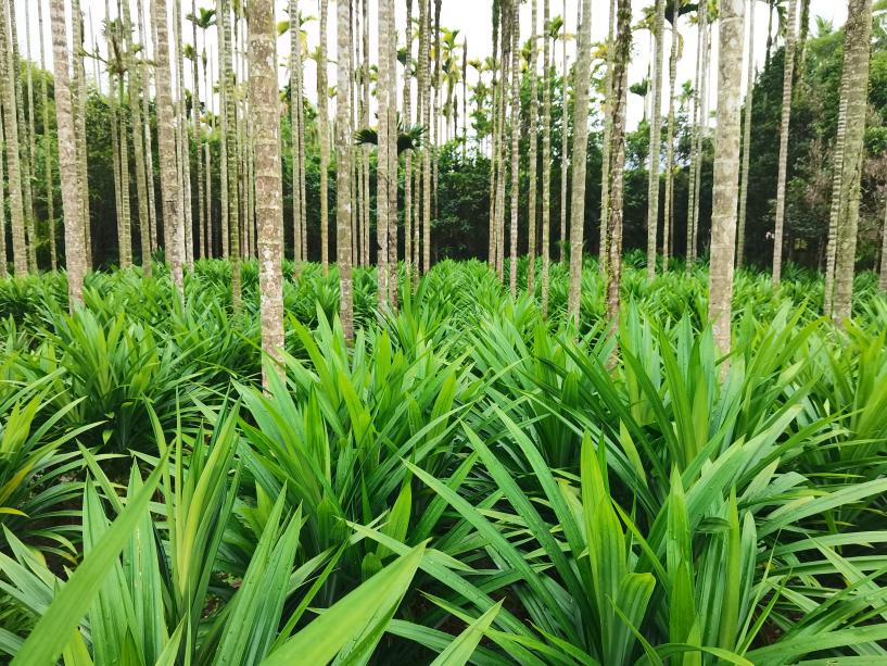 图1 槟榔林下间作斑兰叶